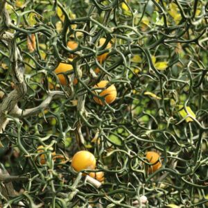 Trifoliate Orange