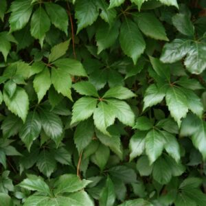 False Virginia Creeper