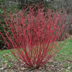 Red Osier Dogwood
