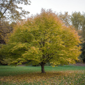 Maximowicz's Snakebark Maple