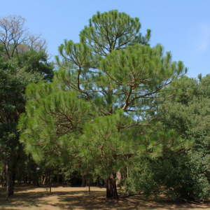 Bunge's Pine
