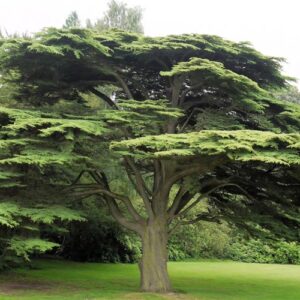 Cedar Of Lebanon
