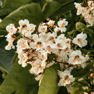 Hardy Catalpa