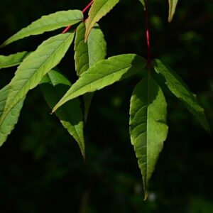 Manchurian Maple