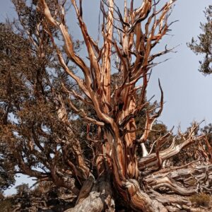 Ancient Bristlecone Pine