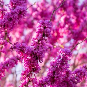 Chinese Redbud