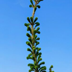 Greek Fir