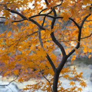 Ichigyoji Japanese Maple