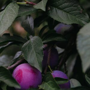 Bessey’s Plum