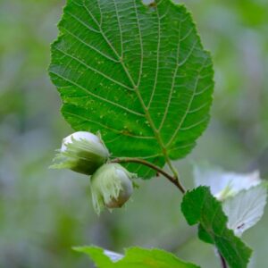 European Hazelnut